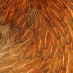 Photo fur vest