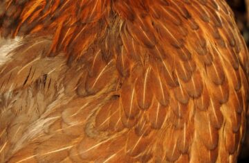 Photo fur vest