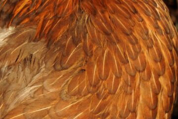 Photo fur vest