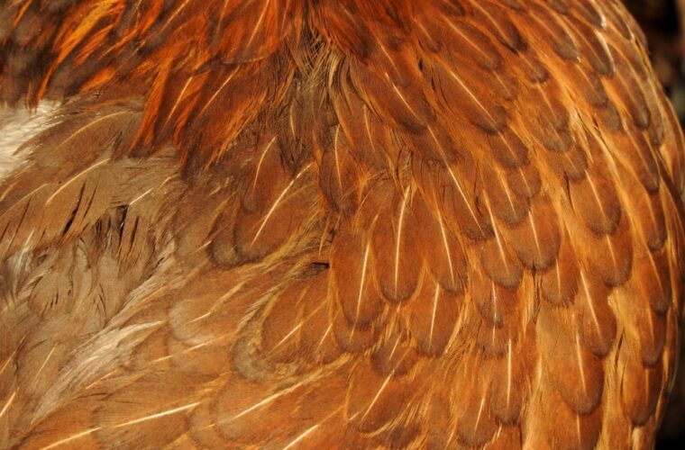 Photo fur vest