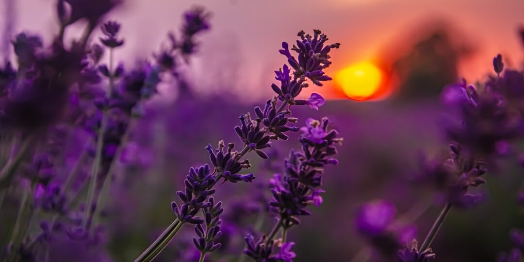 Photo purple color