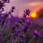Photo purple color