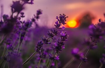Photo purple color
