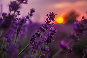 Photo purple color
