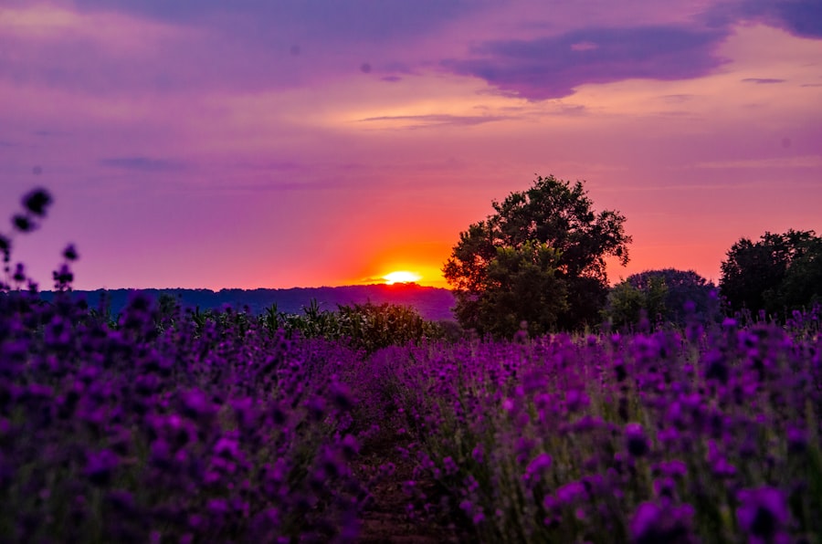 Photo purple color